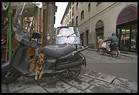 Even dogs have mopeds in Italy
