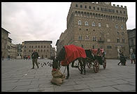 A horse in Florence's Piazza della Signoria, with the Palazzo Vecchio behind