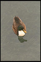 One duck in Lake Garda