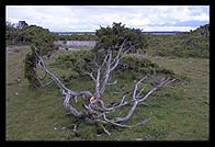 Windblown tree at Langhammars.  Faro, Gotland.  Sweden