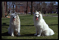Alex and Sammmy. Harvard Yard 1998