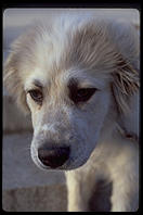 Mombasa.  A Great Pyrenees puppy.  Harvard Yard 1998