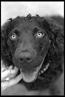 Vincent, a Boykin Spaniel, in Harvard Yard.  Cambridge, MA 1998.