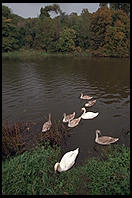 Swans on the River Boyne.  North of Dublin, Ireland.