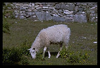 Sheep on Faro. Northern Gotland.  Sweden