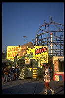 Giant rat.  Coney Island.