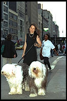 Sheepdogs on 14th Street.  Manhattan 1995.