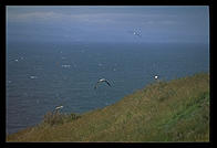 Albatross flying over the Otago Peninsula.  South Island, New Zealand.