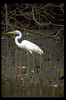 Egret. Queensland, Australia.