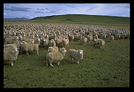 Sheep.  South Island, New Zealand.