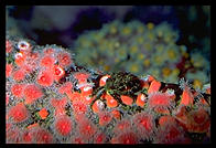 Crab.  Monterey Aquarium.  California.