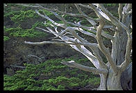 Tree at Point Lobos.  California Coast, just south of Carmel.