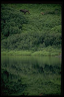 Moose.  Denali National Park (Alaska)