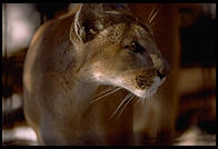 Cougar.  National Zoo.  Washington, D.C.