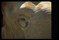 Elephant closeup.
