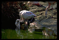 Two Flamingos.