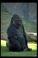 A staring gorilla.