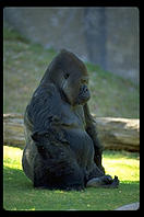 A sulking gorilla.