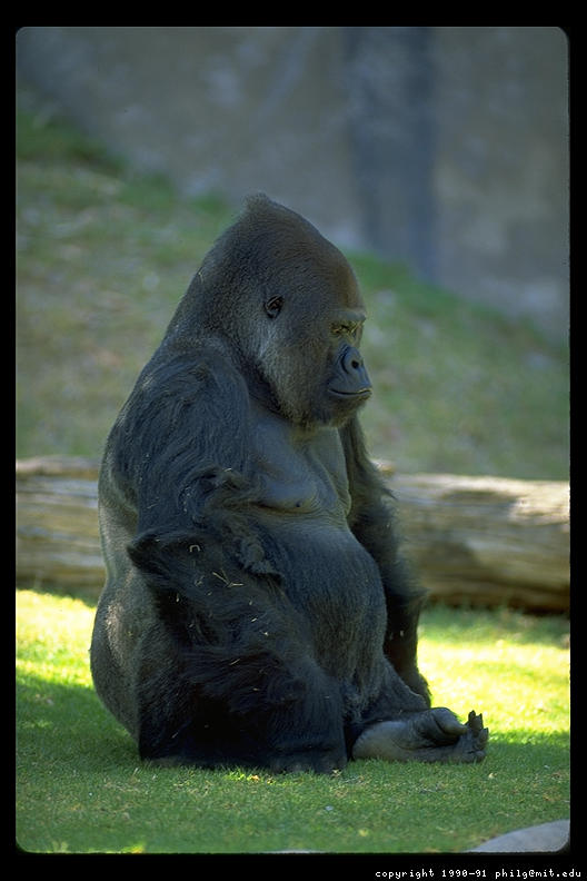 gjs-gorilla-sulking-50.3.jpg
