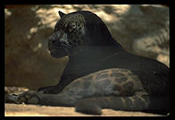 Black leopard.