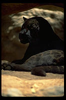 Black leopard.