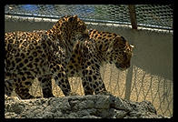 Leopards.