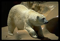 Polar bear.