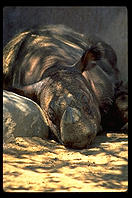 Lazy rhino