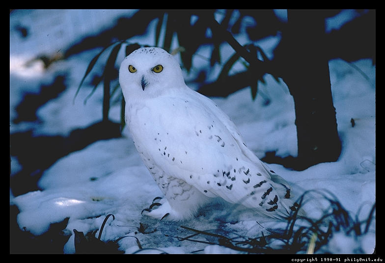 Pictures Of Snowy Owl - Free Snowy Owl pictures 