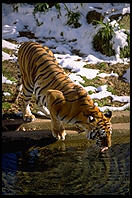 Tiger drinking.  National Zoo.  Washington, D.C.