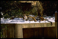 Tiger hanging out.  National Zoo.  Washington, D.C.