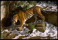 Tiger.  National Zoo.  Washington, D.C.