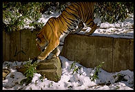 Tiger stepping off wall.  National Zoo.  Washington, D.C.