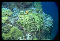 Great Barrier Reef, Australia