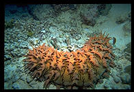 Great Barrier Reef, Australia