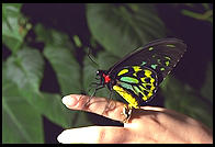 Butterfly in Kuranda, Queensland, Australia