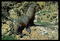 Seal.  Otago Peninsula.  South Island, New Zealand.