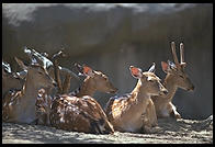 Antelope family.