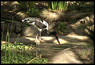 Bird with a red-banded beak.