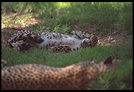 Cheetahs sleeping in the sun.