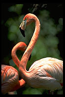 Double Flamingo