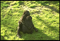 Gorilla babies hugging.