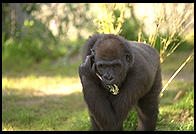 Gorilla munching a leaf.