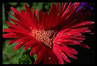 A red flower in San Diege, California.