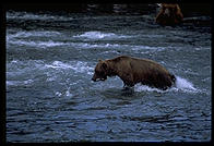 Diver.  Katmai National Park, Alaska.