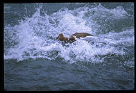 Diver.  Katmai National Park, Alaska.