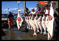 Halibut caught by tourists in Homer, Alaska.