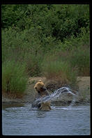 Katmai National Park, Alaska.