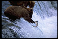 The 4-year-old brown bear who charged me, ineffectively swatting to fish at Brooks Falls, Katmai National Park, Alaska.