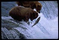 The 4-year-old brown bear who charged me, ineffectively swatting to fish at Brooks Falls, Katmai National Park, Alaska.